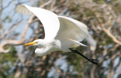 IMG_2246: Flying Egret